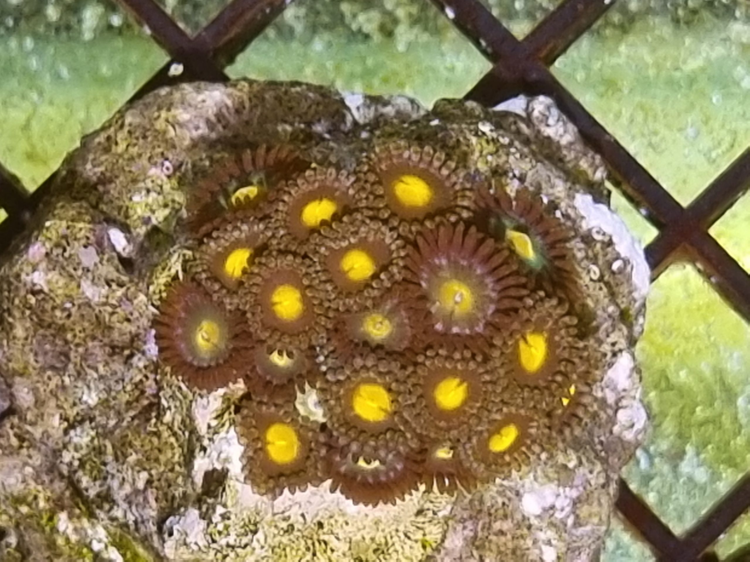 Zoanthid Starter Garden 20+ Heads Coralverse Aquatics